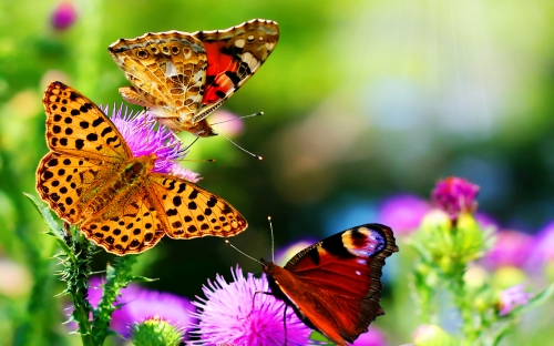 butterfly-on-purple-flowers-hd-nature-wallpaper